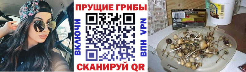 купить   дарк нет клад  Галлюциногенные грибы Psilocybe  Междуреченск 